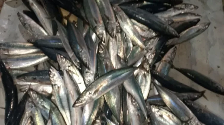 Ikan momar melimpah, warga Jadikan Ikan asin.