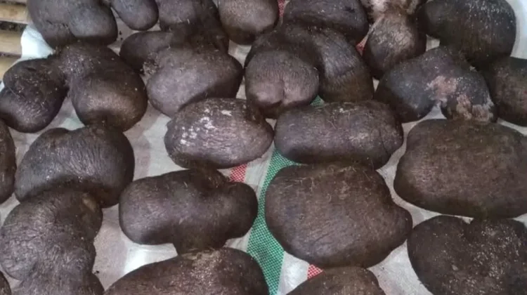 Bahan Baku Bubur Ubi, Kuliner Tradisional Tanimbar yang Tetap Lestari
