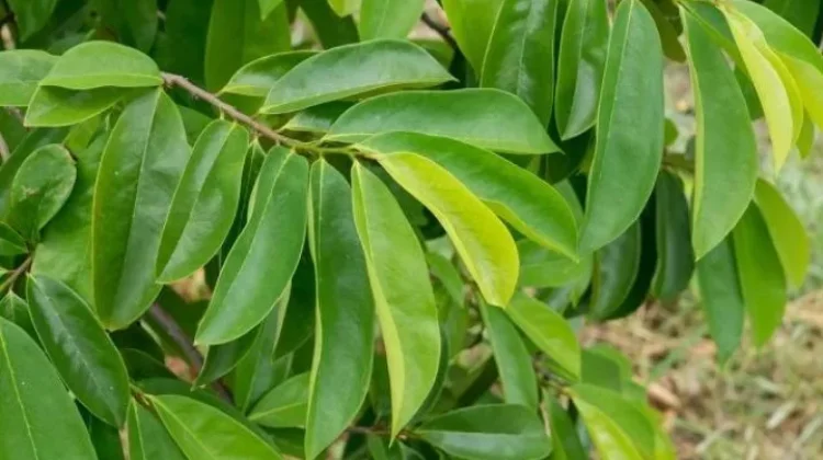 Waspadai Efek Samping Daun Sirsak