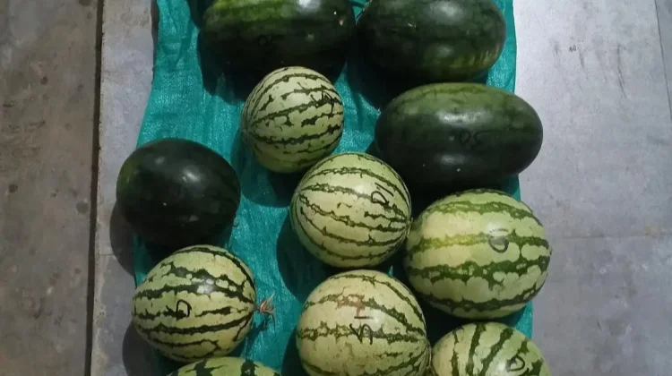 Semangka Tanimbar Ramaikan Pasar Saumlaki, Dongkrak Ekonomi Keluarga
