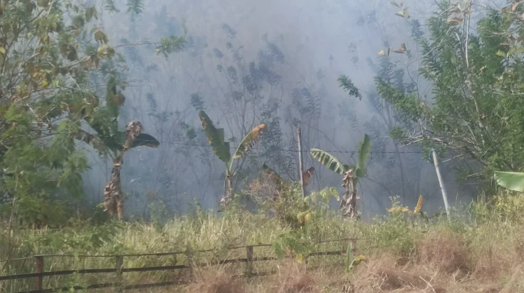 Cuaca Panas Ekstrem Kebakaran Hutan dan Lahan Kembali Terjadi di Saumlaki
