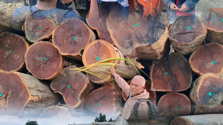 Forum Gerakan Save Hutan Yamdena Temukan Kayu diameter di bawah 50 sentimeter.