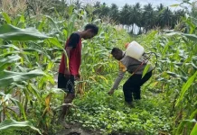 Bhabinkamtibmas Olilit Raya Bersama Petani Bersihkan Lahan Jagung
