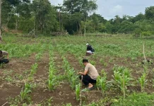Kapolsek Tanut Turun Langsung Rawat Tanaman Jagung