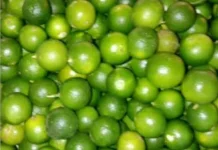 Lemon Cina/Cui  untuk Obat Kaki Tertusuk Paku