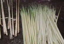 Hemat Biaya, Warga Saumlaki Pesan Janur dari petani lokal