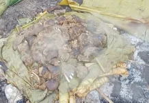 Generasi Muda Saumlaki Ajak Lestarikan Tradisi 'Bakar Batu' Khas Tanimbar
