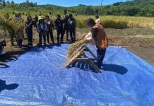Kapolsek Wertamrian Hadiri Panen Raya Padi di Amdasa