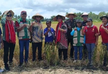 Desa Kandar Kecamatan Selaru Merupakan Salah Satu Desa Sentral Pengembangan Padi