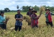 Desa Kandar Menjadi Desa Percontohan Pertanian Padi Lahan Kering Se Kabupaten Kep