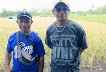 Hasil Panen Padi Lahan Kering Dukung Ketahanan Pangan Masyarakat