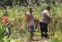 Bhabinkamtibmas Sangliat Krawain Bantu Warga Panen Jagung