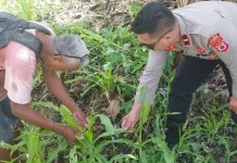 Kapolsek Nirunmas Turun ke Lahan Jagung Milik Petani