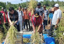 Bupati Tanimbar Hadiri Panen Raya Padi Merah Desa Arui Das