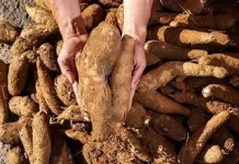 Inisiatif Ibu Rumah Tangga ubah Lahan Kosong Jadi Kebun Singkong Produktif