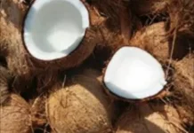 Pengolahan Minyak Kelapa Tradisional Warisan Leluhur
