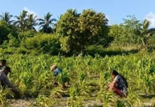 Bhabinkamtibmas Matakus Bersihkan Lahan Kebun Jagung
