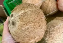 Harga Kopra Merosot  Petani kopra Banting Setir Jual Kelapa Buah di Pasar