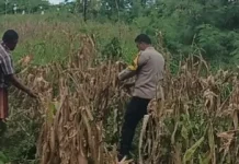 Bhabinkamtibmas Wowonda Bersama Poktan Tinjau Lahan Jagung
