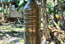 Kacang Hijau Botol  Rp 20 an Rupiah di Saumlaki