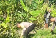 Polsek Nirunmas Rawat Lahan Jagung Seluas 1 Hektare