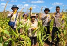 Polsek Tansel Sukseskan Panen Jagung Hibrida Kuartal I