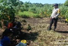Bhabinkamtibmas Eliasa Sambangi Petani saat Panen Kacang