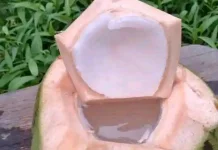 Atasi Masalah Lambung, Air Kelapa Jadi Pilihan