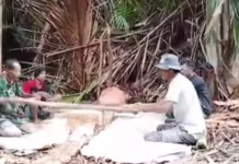 Generasi Muda Saumlaki Diajak Lestarikan Rumbia dan Tradisi 'Nakalap' yang Kian Pud