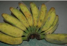 Pisang Abu-Abu Jadi Pangan Lokal Favorit Warga Saumlaki