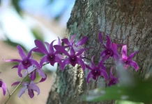 Komunitas Pecinta Flora Imbau Warga Selamatkan Anggrek Lelemuku