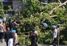 Pohon Beringin Tumbang jelang Persiapan Upacara Hut Ri Ke-81 di Tanimbar
