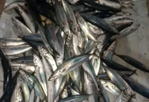Ikan momar melimpah, warga Jadikan Ikan asin.