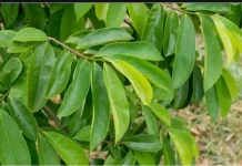 Waspadai Efek Samping Daun Sirsak