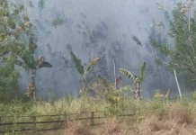 Cuaca Panas Ekstrem Kebakaran Hutan dan Lahan Kembali Terjadi di Saumlaki