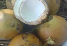 Penjual Kelapa Muda Laris Manis di Saumlaki