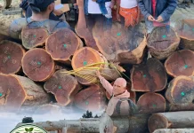 Forum Gerakan Save Hutan Yamdena Temukan Kayu diameter di bawah 50 sentimeter.
