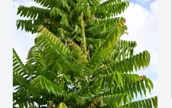 Daun Belimbing dan Baput  Sembuhkan Benjolan  Leher/Gondok