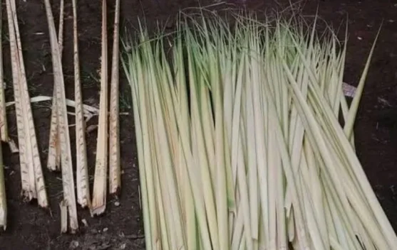 Hemat Biaya, Warga Saumlaki Pesan Janur dari petani lokal