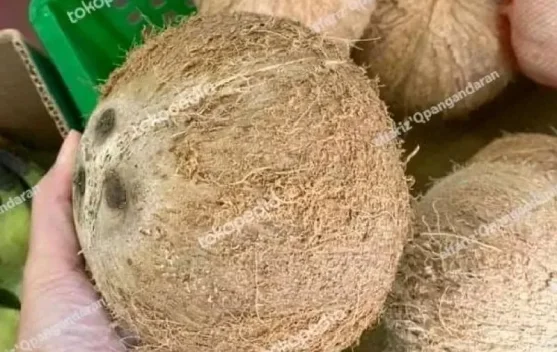 Harga Kopra Merosot  Petani kopra Banting Setir Jual Kelapa Buah di Pasar