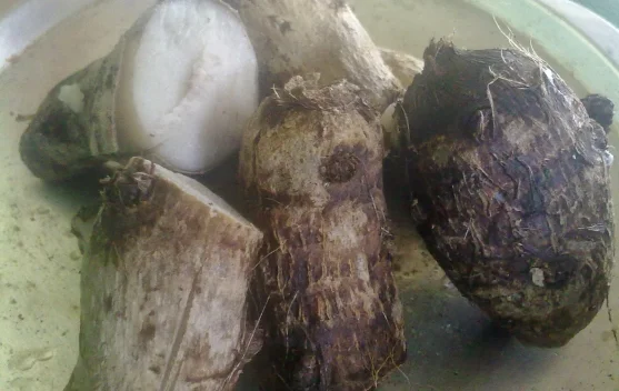 Tips Mengolah Keladi agar Tidak Gatal saat Dikonsumsi