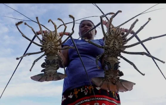 Wisata Buka Sasi Jaga Ekologi Laut Tetap Lestari