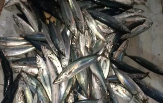 Ikan momar melimpah, warga Jadikan Ikan asin.
