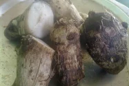 Tips Mengolah Keladi agar Tidak Gatal saat Dikonsumsi