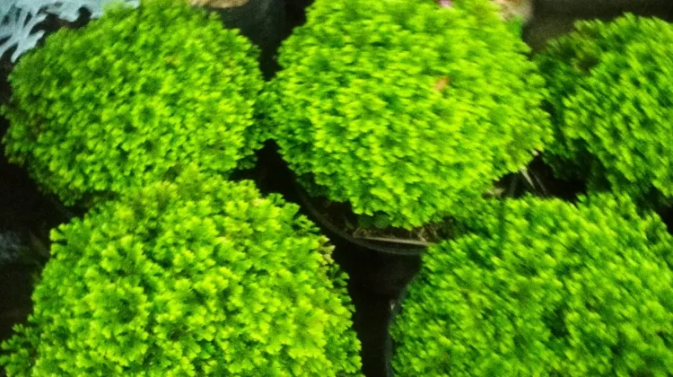 Tips Menanam Ande-Ande Lumut di Pot