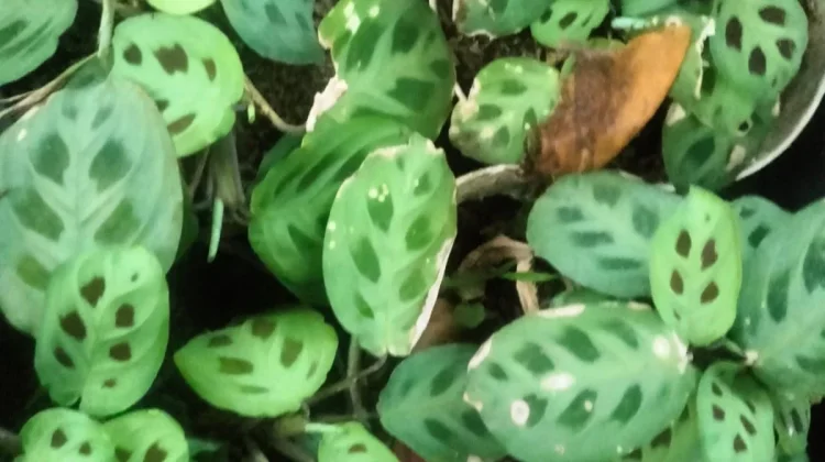 Tips Merawat Maranta leuconeura di Dalam Ruangan