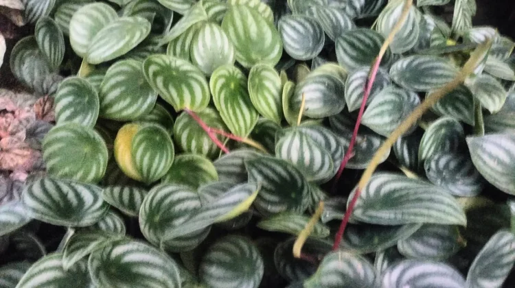Ide Dekorasi Rumah Minimalis dengan Peperomia Semangka