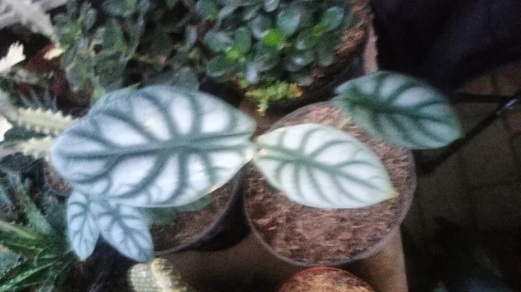 Tips Merawat Alocasia Silver Dragon di Dalam Ruangan