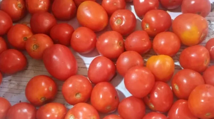 Tips Memilih Tomat Merah Segar dan Berkualitas