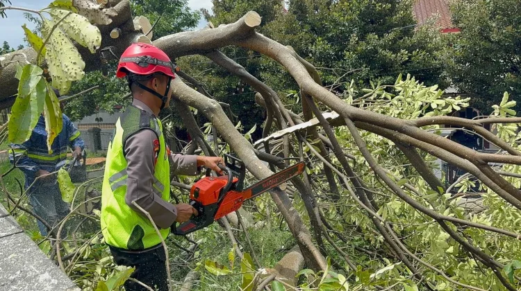 Brimob Simongan Evakuasi Pohon Tumbang di Jalan WR Supratman Semarang
